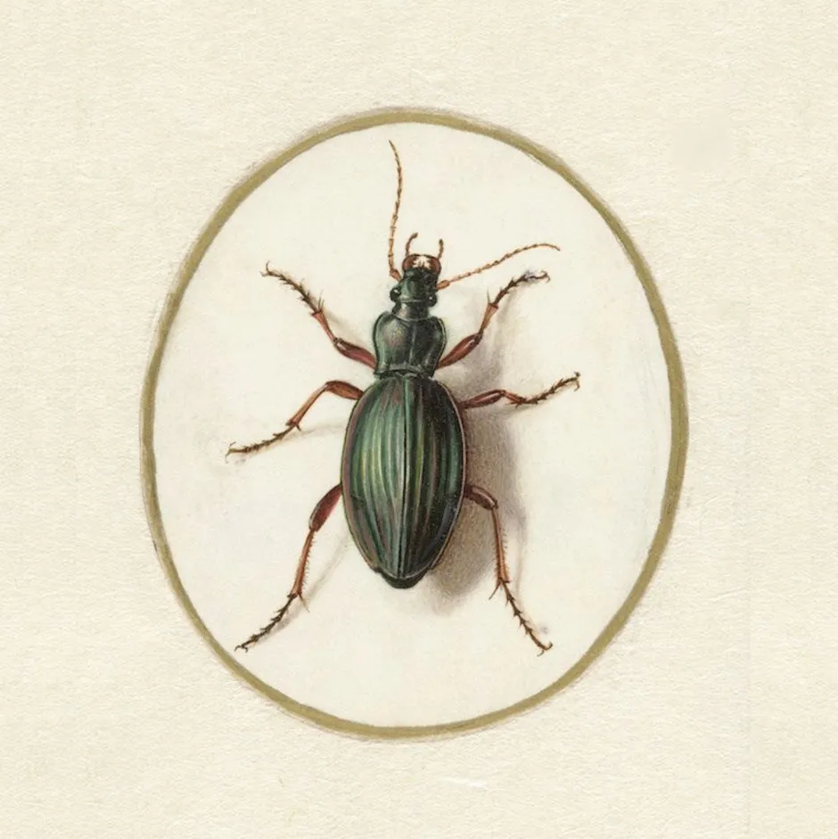 cushion_cover_golden_beetle_2.webp Cheap Lazybones Cushion Cover Golden Beetle