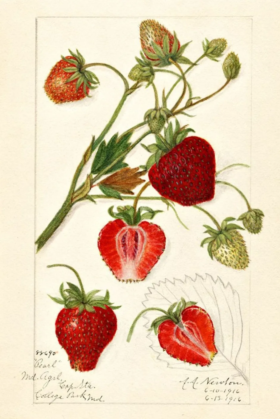 New Lazybones Scented Sachet Fragaria