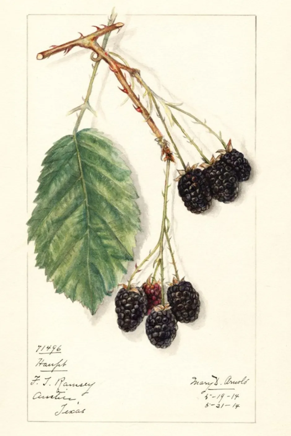 scented_sachet_rubus_2.webp Online Lazybones Scented Sachet Rubus